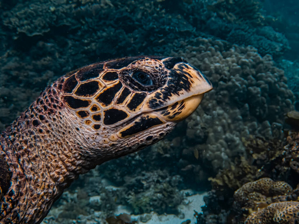 Close up cabeça tiro de uma tartaruga-do-mar falcão (Eretmochelys imbricata
). - Foto, Imagem