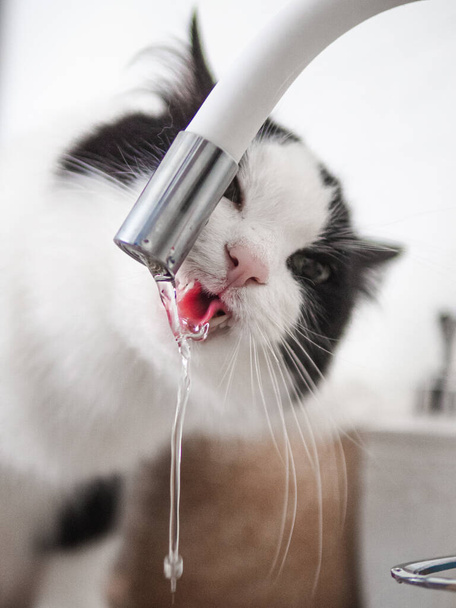 gray pretty cat drinking water in bathroom - Φωτογραφία, εικόνα