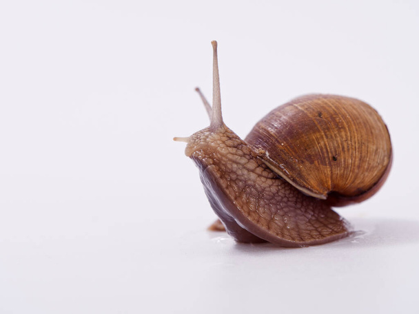 large grape snail on a white background 2020 - Φωτογραφία, εικόνα