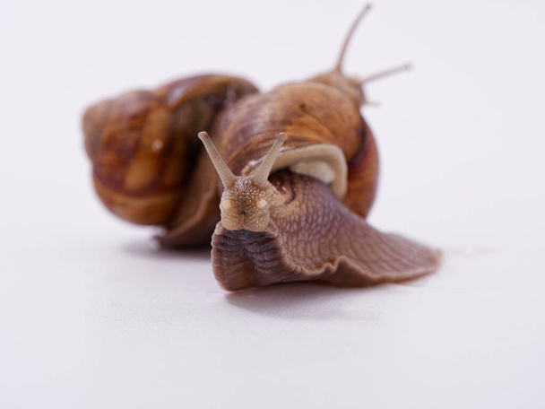 large grape snail on a white background 2020 - Photo, Image