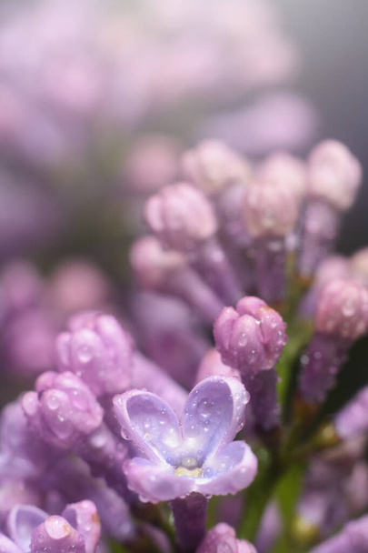 Spring lilac flowers in the early morning. Natural background. - Fotoğraf, Görsel