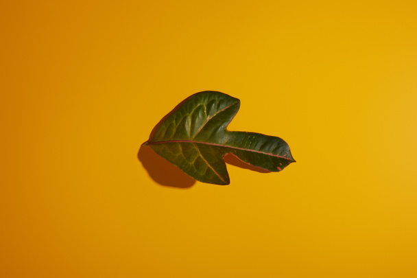 πάνω όψη του τροπικού πράσινου φύλλου σε κίτρινο φόντο με σκιά - Φωτογραφία, εικόνα