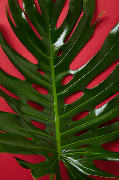 vista superior de la hoja verde tropical sobre fondo rojo
 - Foto, imagen