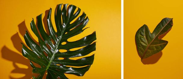 collage of tropical green leaves on yellow background - Photo, image