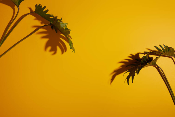 tropical green leaves on yellow background with shadow - Foto, Imagem