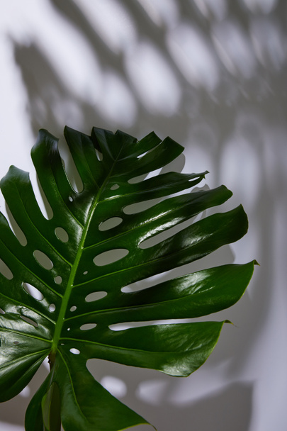 fresh tropical green leaf on white background with shadow - Foto, Imagem