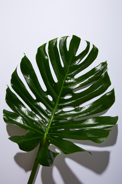 fresh tropical green leaf on white background with shadow - Foto, Imagem