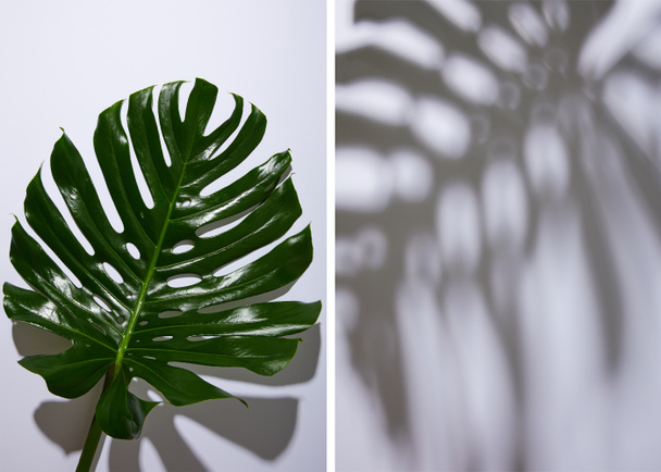 collage of fresh tropical green leaf on white background with shadow - Photo, Image