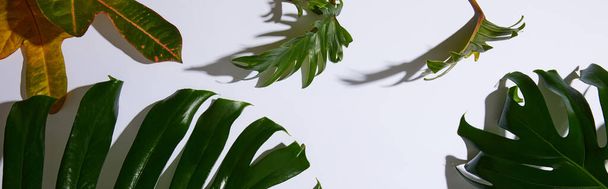 panoramic shot of fresh tropical green leaves on white background with shadow - Foto, afbeelding