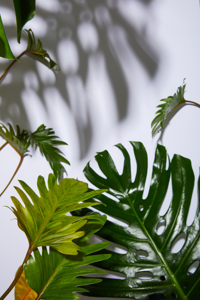 hojas verdes tropicales frescas sobre fondo blanco con sombra
 - Foto, Imagen