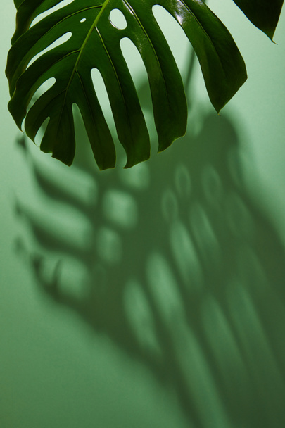 свежий тропический лист на зеленом фоне с тенью
 - Фото, изображение