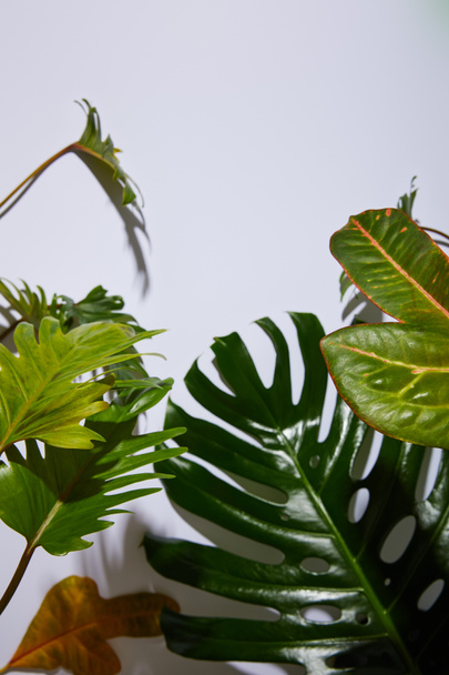 fresh tropical green leaves on white background with shadow - 写真・画像