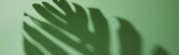 tiro panorâmico de sombra de folha tropical no fundo verde
 - Foto, Imagem