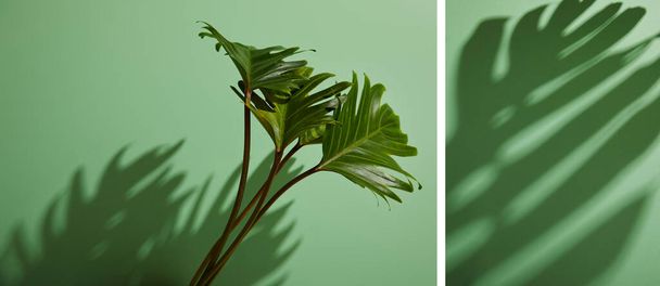 κολάζ από φρέσκα τροπικά πράσινα φύλλα σε πράσινο φόντο με σκιά - Φωτογραφία, εικόνα