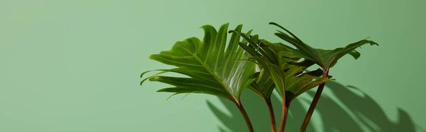 panoramic shot of fresh tropical green leaves on green background with shadow - Фото, изображение