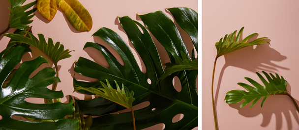 collage of fresh tropical green leaves on pink background - Foto, imagen