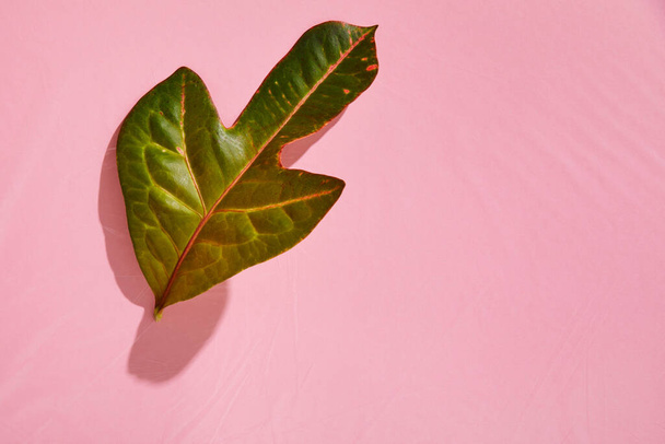 top view of fresh tropical green leaf on pink plastic background - 写真・画像