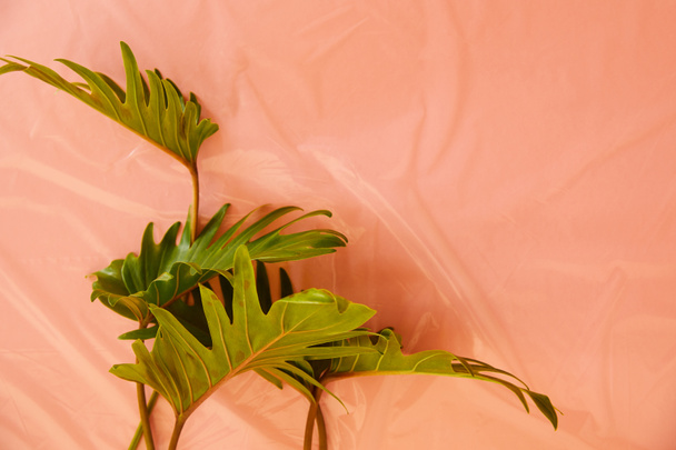 vista superior de hojas verdes tropicales frescas sobre fondo plástico naranja
 - Foto, Imagen