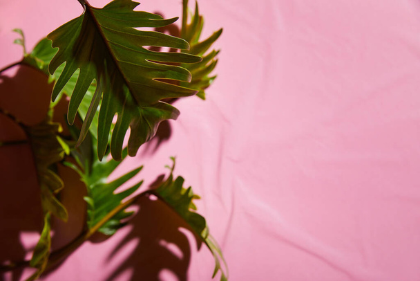 selective focus of fresh tropical green leaves on pink plastic background - Valokuva, kuva