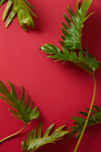 top view of tropical green leaves on red background - Foto, Imagem