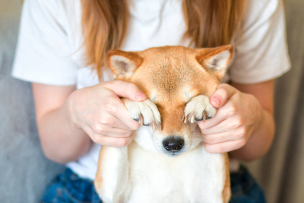 Mujer jugando con su lindo perro Shiba inu rojo en casa. Primer plano. Felices momentos acogedores de la vida. Quédate en casa concepto
 - Foto, Imagen