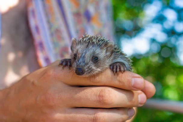 Baby hedgehog in hands on the forest background. - Photo, Image