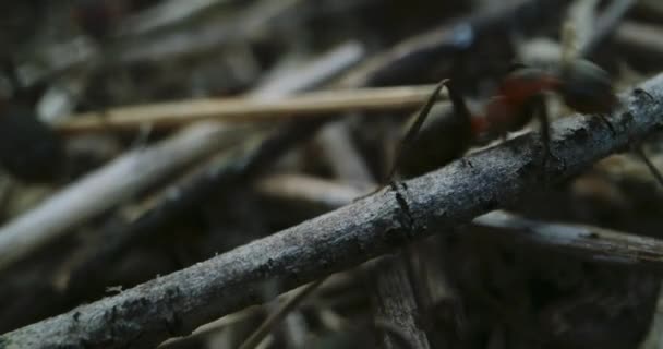 Mravenci uspořádání hůl na mravenčí kolonii - Záběry, video