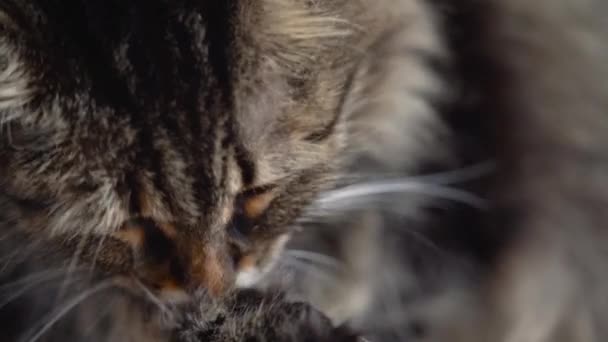 Gato doméstico bonito tabby lavar a louça de perto. Movimento lento
 - Filmagem, Vídeo