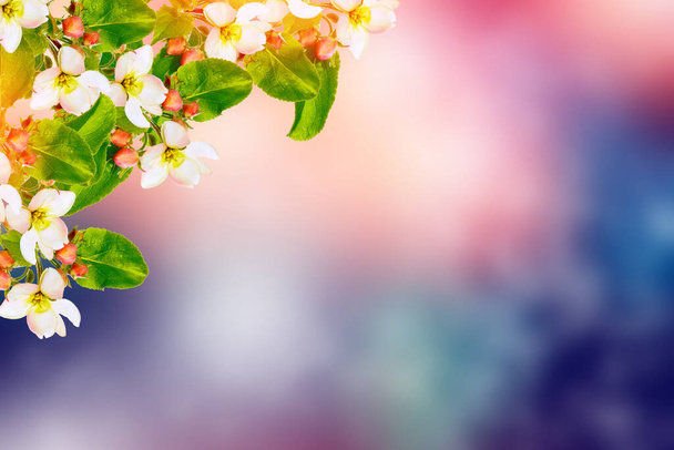 φύση. Ανθισμένο κλαδί μήλου. Έντονα πολύχρωμα ανοιξιάτικα λουλούδια - Φωτογραφία, εικόνα