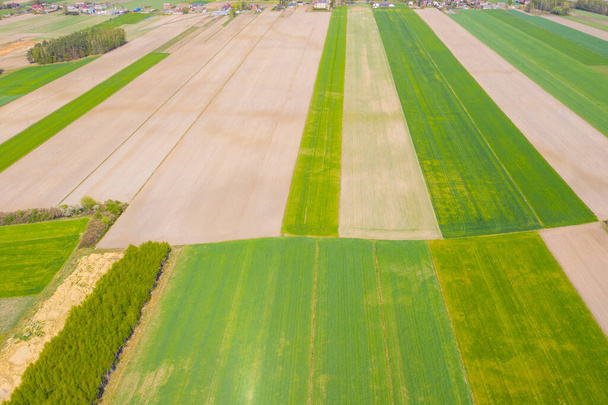 Különböző terményű mezőgazdasági parcellák függőleges csíkjai. Légi felvétel a drónról, közvetlenül a mező felett. - Fotó, kép
