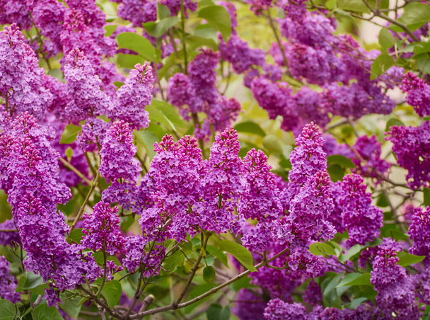 Branch of blossoming lilac in a spring garden. - Photo, Image