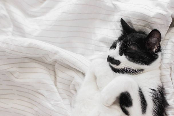 Adorable gato durmiendo en la cama con sábanas elegantes en la luz de la mañana, momento de placer. Retrato de gatito lindo relajarse en la cama del propietario acogedor en la habitación moderna. Animales domésticos. Espacio para texto
 - Foto, Imagen