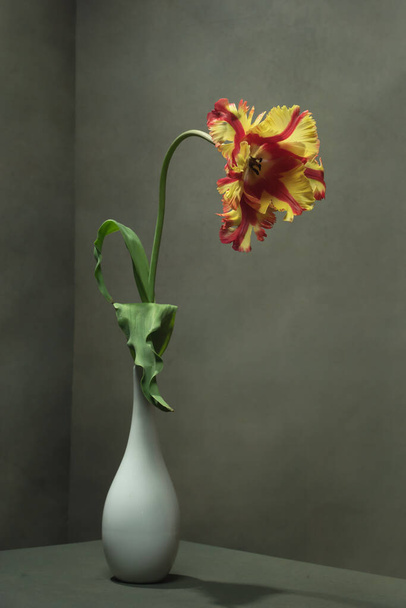 Gelb rote Tulpe in weißer Vase im leeren grauen Raum. - Foto, Bild