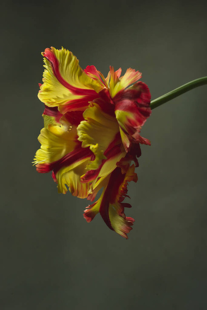 Tulipa vermelha amarela na frente da parede cinza
. - Foto, Imagem