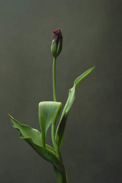 Púrpura tulipa fechada na frente de uma parede cinza
. - Foto, Imagem