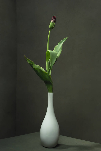 Purple closed tulip in white vase in empty grey room. - Fotoğraf, Görsel