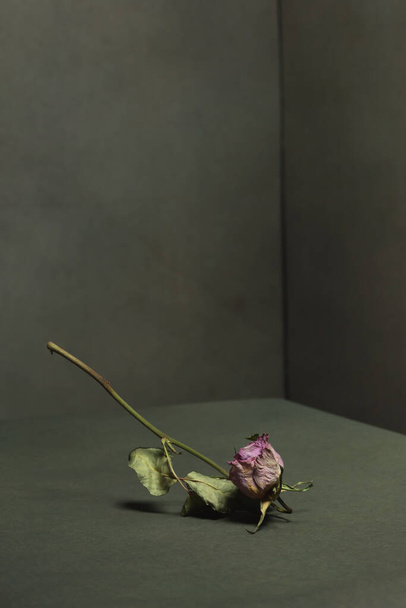 Różowa suszona róża spadła na podłogę w szarym pustym pokoju. - Zdjęcie, obraz