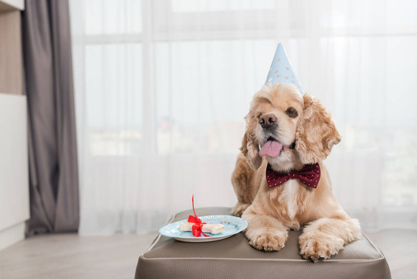 Adorable cocker spaniel pet lie on pouf ottaman with plate and delicious bone covered by red ribbon, in party cone hat at home, dog sticking out tongue for present - Photo, Image