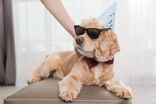 Cool cocker spaniel in sun glasses and party cone cap lie at soft pouf ottaman at home, celebrate with family, lovely pet - Fotó, kép