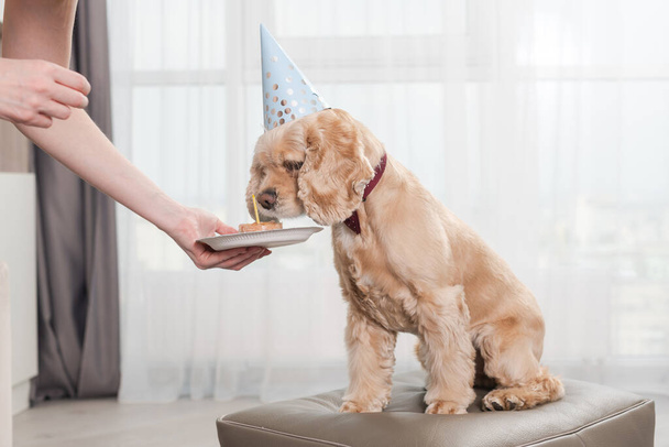 Birthday cocker spaniel put nose in plate, smelling dog food with candle as a gift greet, lovely family pet wearing red tie bow and party cone cap - Фото, изображение