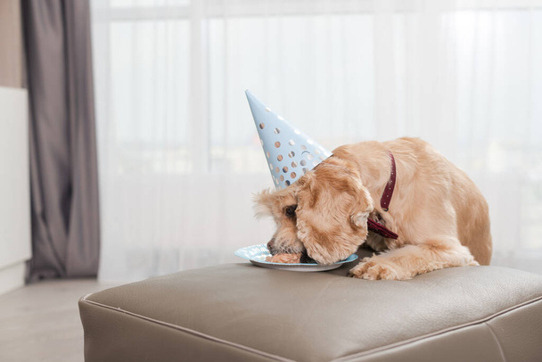 bonito cocker spaniel vestindo azul festa cone cap, lamber vazio prato onde foi aniversário bolo cão comida, evento familiar com animal de estimação
 - Foto, Imagem