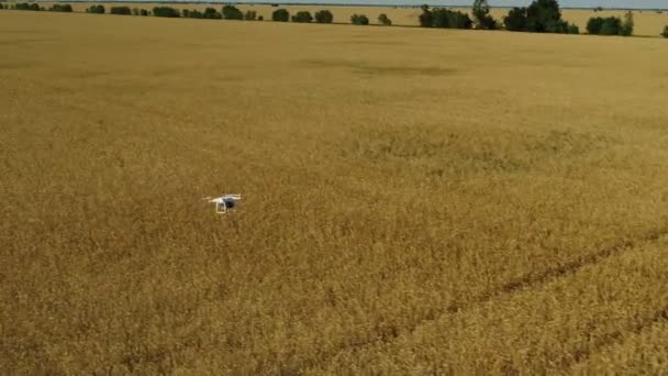 Dron przelatuje nad polem. - Materiał filmowy, wideo