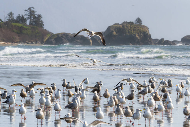 Grande colônia de gaivotas do mar desfrutando de um dia ensolarado em Pebble Beach, Crescent City Califórnia, enquanto se reúnem ao longo da foz do riacho Marhoffer
 - Foto, Imagem