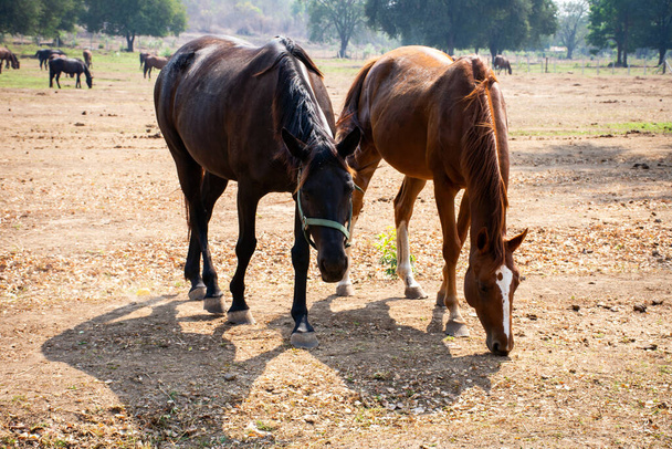 Группа коричневых лошадей на пастбищах в сельской местности
. - Фото, изображение