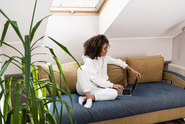 foyer sélectif de jeune pigiste afro-américain assis sur le canapé près de la plante et en utilisant un ordinateur portable
  - Photo, image