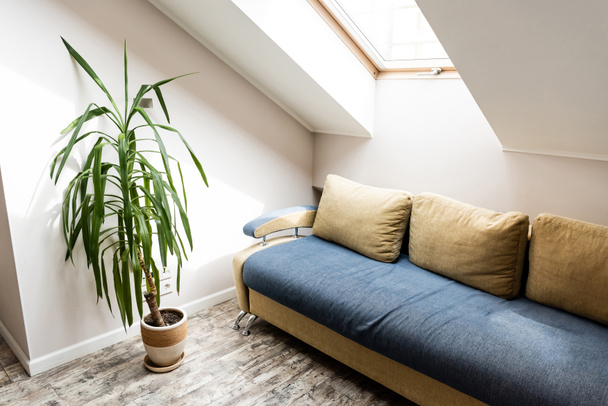 travesseiros no sofá perto de planta verde na sala de estar
  - Foto, Imagem