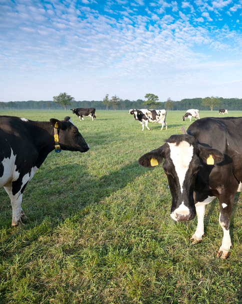 vacas blancas y negras en el prado verde de primavera cerca de utrecht en Holanda
 - Foto, imagen