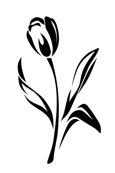 Tulip flower. Vector black and white illustration isolated on white. - Vettoriali, immagini