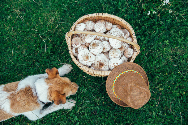 Fox terrier con una cesta de champiñones recién recogidos parasol. Mejor amigo para aventuras al aire libre
. - Foto, Imagen