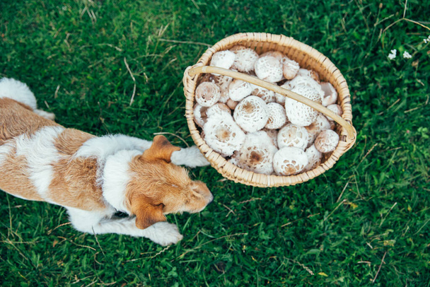 Fox terrier with a basket of freshly picked parasol mushrooms. Best friend for outdoor adventures. - Fotó, kép